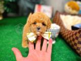 olağanüstü mini boy toy poodle yavrularımız