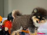 Muhteşem tüy yapısına sahip Toy Poodle 