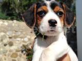 Akıllı,sevimli Elizabeth  saf kan beagle