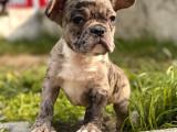 Her Renk French Bulldog Yavrularimiz