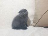 SİYAH İNCİLERİMİZ ORJİNAL TOY POODLE 