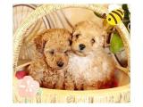 Mini Toy Poodle Bebekler