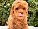 MİNİ TOY POODLE BEBEKLER