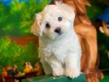 Sağlık ve ırk garantili Maltese Terrier bebeklerimiz