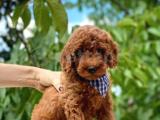 SHOW KALİTE RED BROWN TOY POODLE BEBEKLERİM