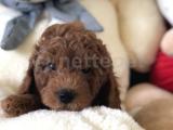 BEBEK SURAT TOY POODLE 