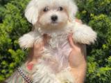 Orjinal maltese terrier yavrularımız