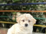 Maltipoo 