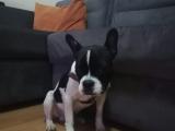 PABLO French Bulldog