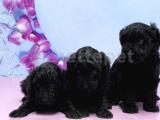 RESMİ ÜRETİCİDEN SİYAH TOY POODLE YAVRULAR