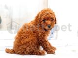 A kalite orjinal foto mini toy poodle yavrularımız 