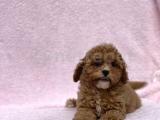 Özel surat ve tüy yapısına Sahip Toy poodle oğlumuz 