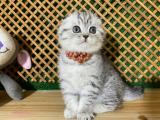 Sıfır Kulak Süper Kalite Silver Tabby Scottish Fold Ornx