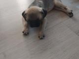 Pug cinsi köpeğimiz satıyoruz daha 3 aylık