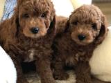 TOY POODLE KARDEŞLER 