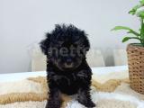 Nadir Renk Gümüş Toy Poodle Dişi 