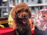 Red Brown Poodle Yavrularımız Dişi Ve Erkek 