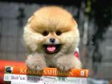 Irk ve sağlık garantili pomeranian boo yavrularımız