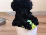 ORJİNAL DİŞİ POODLE 