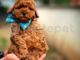 Muhteşem surat Ve tüy yapısına sahip mini boy toy poodle yavrumuz