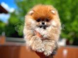 Tüy dökmüyor koku yapmıyor Pomeranian Boo yavrumuz 