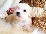 Yeni ailesi ile tanışmaya hazır maltipoo yavrularımız