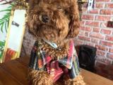 Red Brown Toy Poodle Erkek yavru