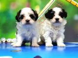 BİCHON HAVANESE YAVRULAR