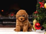 RED BROWN SHOW KALİTE TOY POODLE BEBEKLERIMIZ