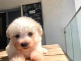 0 numara Maltipoo Yavrular