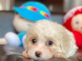 2 aylık maltese terrier yavrular