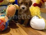 Red brown maltipoo