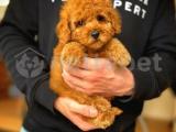 Teacup red toy poodle yavrumuz 