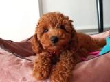 Toy poodle redbrown kahverengi kırmızı safkan orjinal