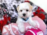 Maltese Terrier Yakışıklı Oğlumuz 