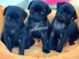 Black (siyah) pug mops yavrularımız @catboyssss da