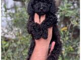 Siyah toy poodle yavrularımız