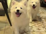 60 günlük samoyed yavruları yeni yuvalarını arıyor puppy DP aşısı yapılmıştır karma aşısı yapılmıştır 