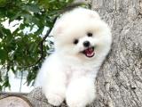 Pomeranian Boo Best Quality