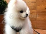 Pomeranian boo Gülen surat 