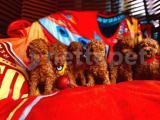 BEBEK SURAT TOY POODLE YAVRULAR WC EĞİTİMLİ