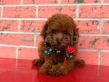 SAFKAN TOY POODLE YAVRULARIMIZ