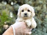 Babyface Maltıpoo yavrularımız