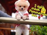 Yavrupatiler den Safkan Pomeranian Boo Oğlumuz Jimmy 