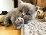 British Shorthair Yavrularımız (Teslimat Seçeneği)