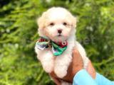 A Kalite Maltipoo Yavrular