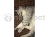 Safkan silver british shorthair 