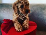 Red Toy Poodle Yavrularımız Gelmiştir