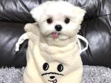 Kore kanı minyatür özel maltese terrier yavrumuz