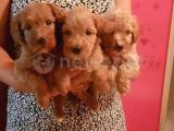 RED MALTİPOO YAVRULARIMIZ ( Aşılı karneli )